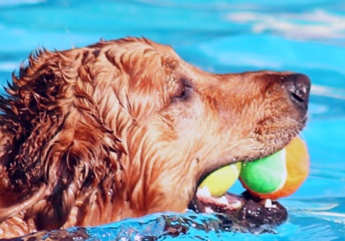 Pets in swimming pool